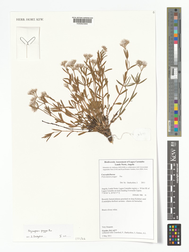 Polycarpaea poggei