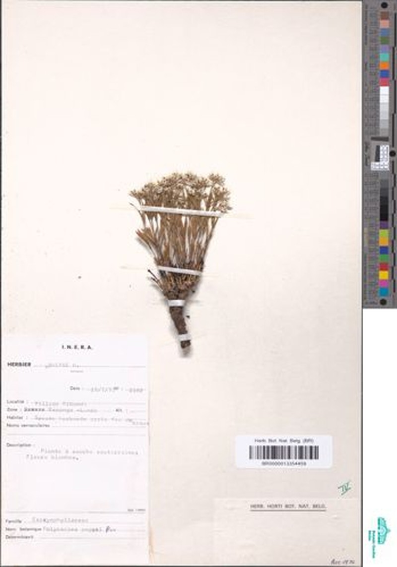 Polycarpaea poggei photo 2