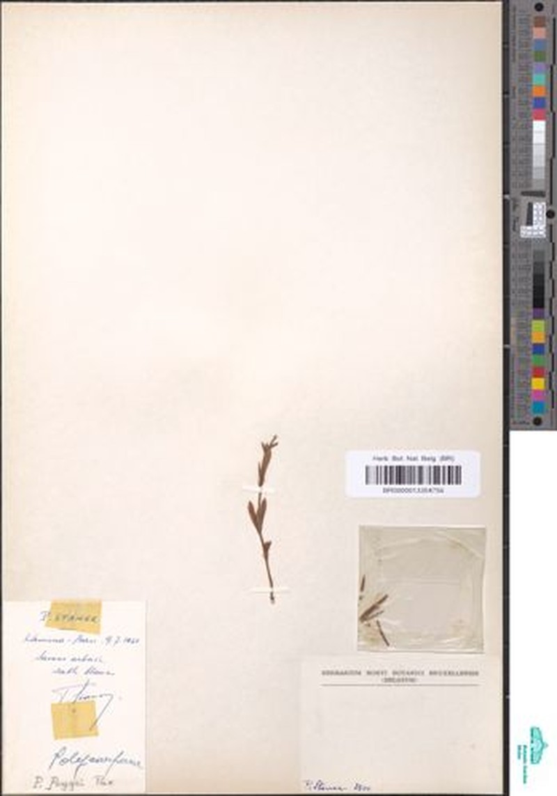 Polycarpaea poggei photo 3