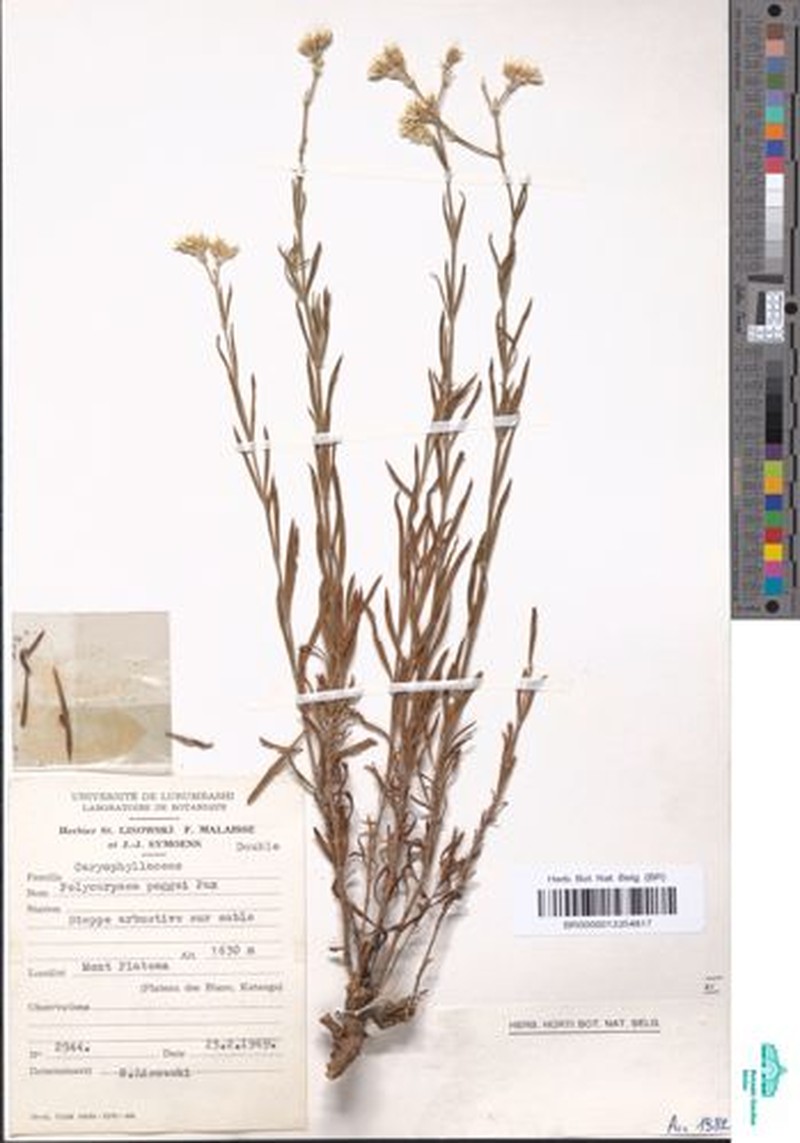 Polycarpaea poggei photo 4
