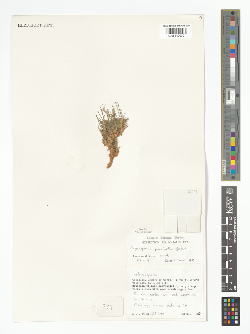 Polycarpaea pulvinata