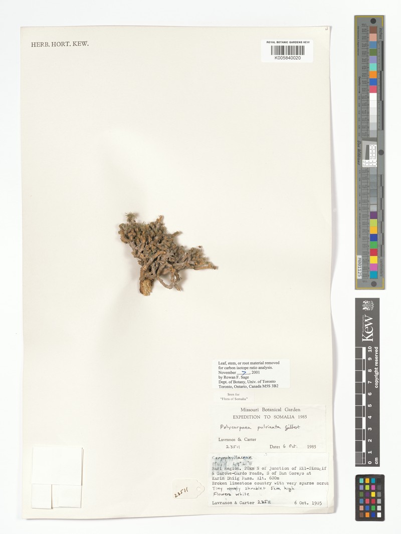 Polycarpaea pulvinata photo 2