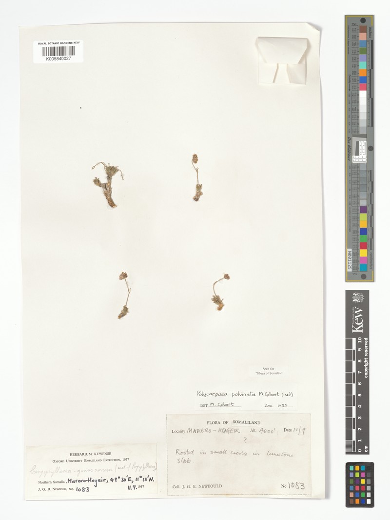 Polycarpaea pulvinata photo 3