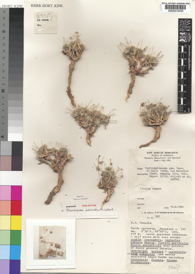 Polycarpaea pulvinata photo 4