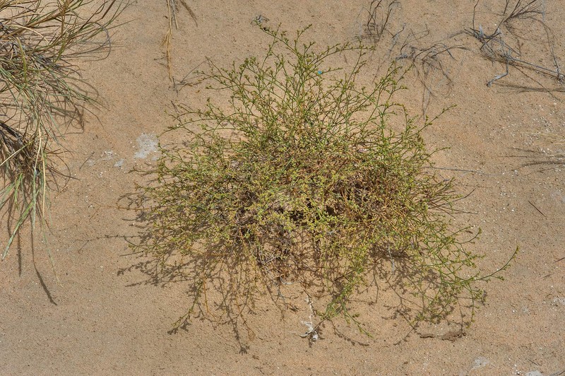 Polycarpaea repens