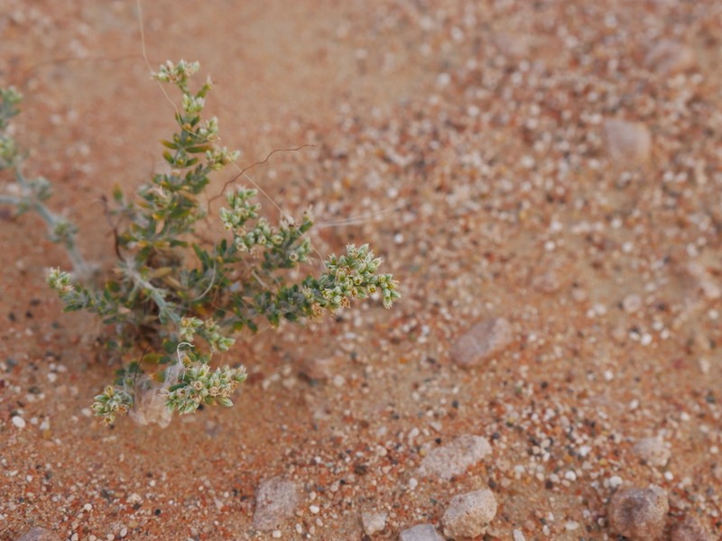 Polycarpaea repens photo 2