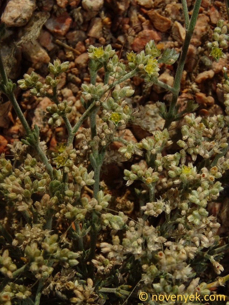 Polycarpaea repens photo 3