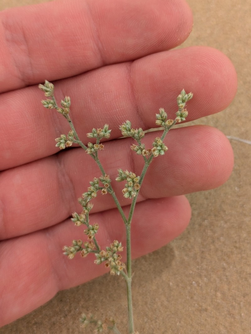 Polycarpaea repens photo 4
