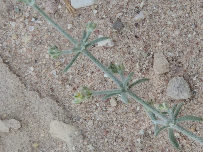 Polycarpaea repens photo 5