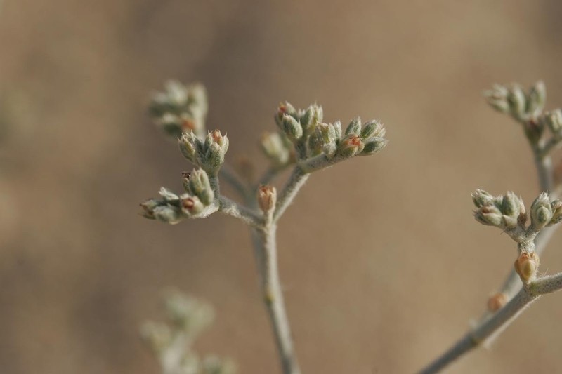 Polycarpaea repens photo 7