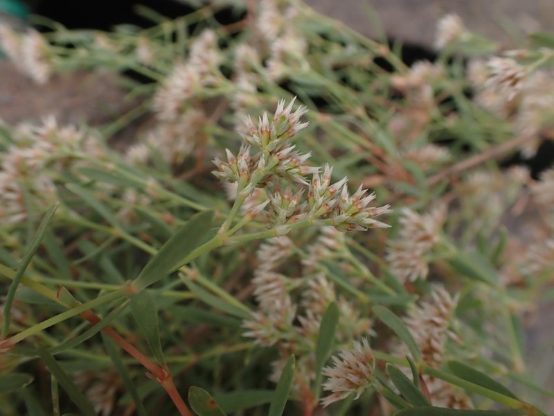 Polycarpaea rheophytica