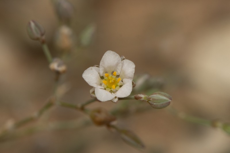 Polycarpaea robbairea photo 2
