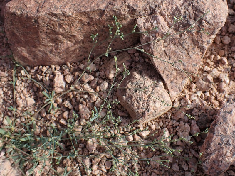 Polycarpaea robbairea