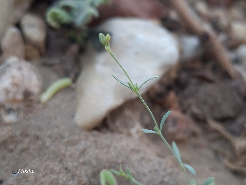 Polycarpaea robbairea subsp. robbairea photo 4