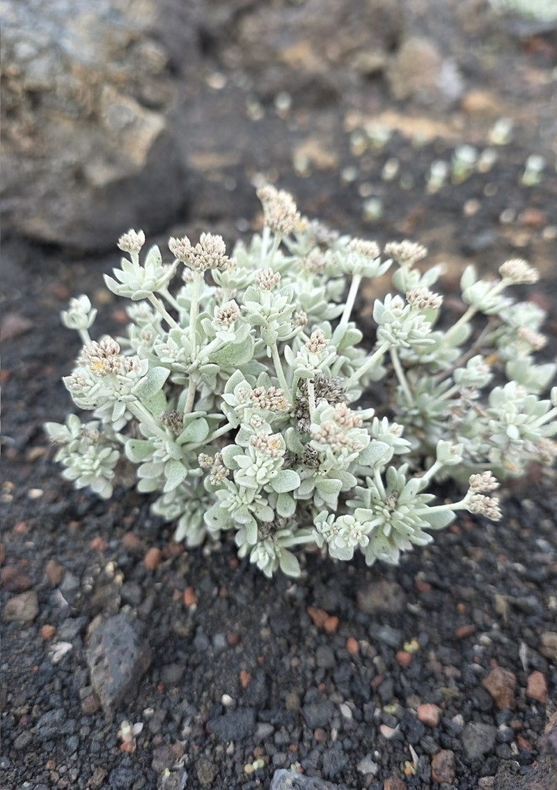 Polycarpaea robusta
