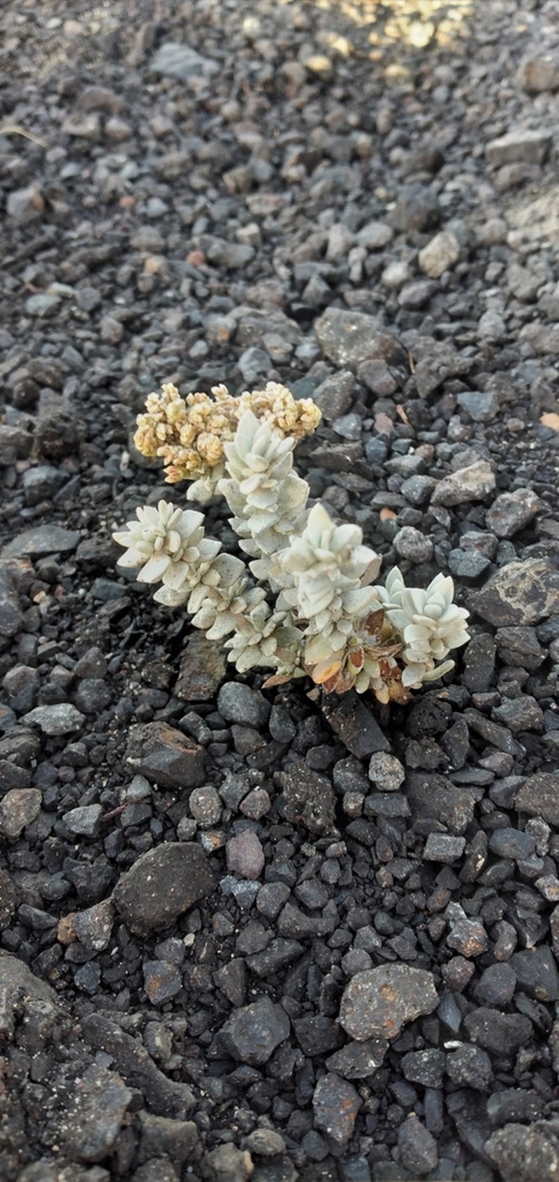 Polycarpaea robusta photo 2