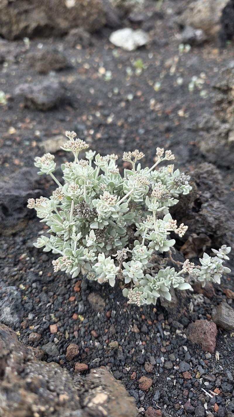 Polycarpaea robusta photo 3