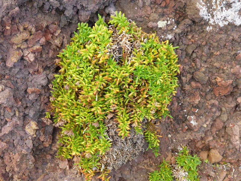 Polycarpaea smithii