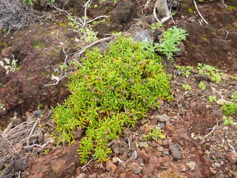 Polycarpaea smithii photo 3