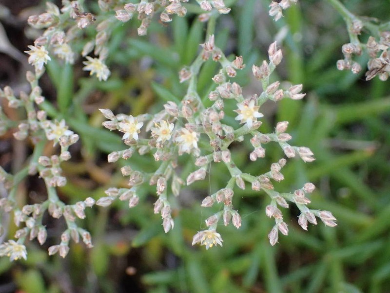 Polycarpaea smithii photo 4