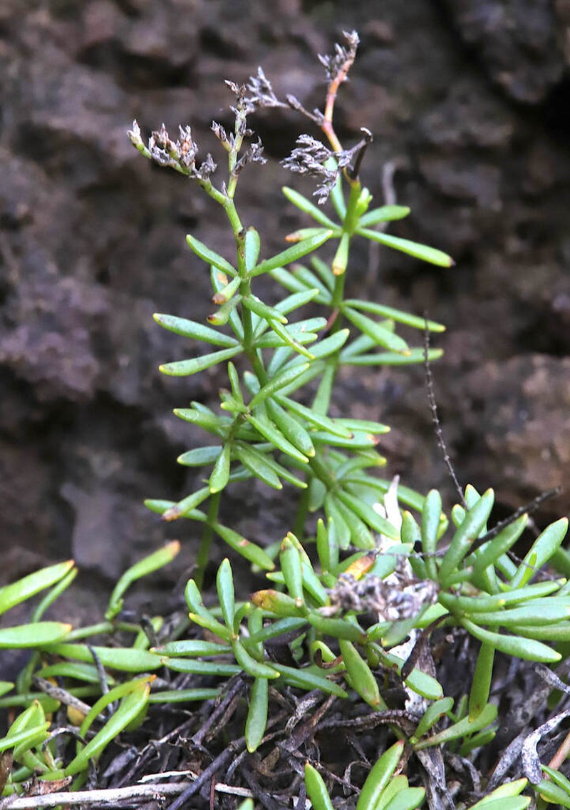 Polycarpaea smithii photo 6