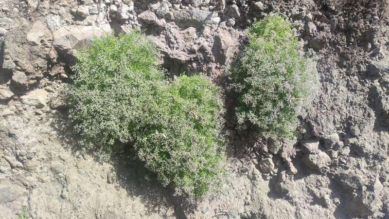 Polycarpaea smithii photo 8