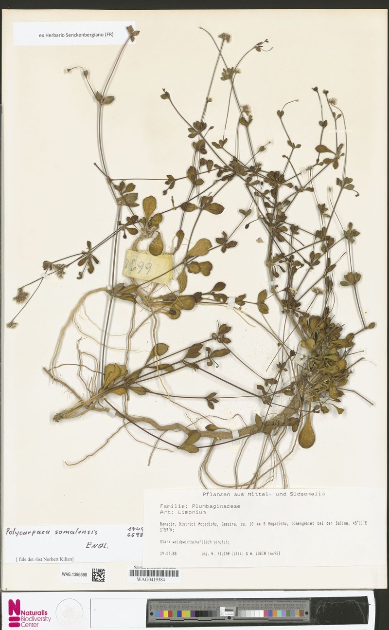 Polycarpaea somalensis