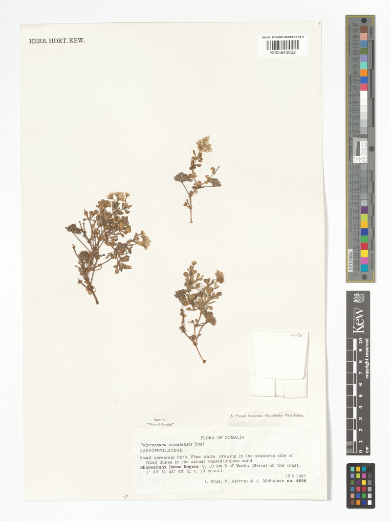 Polycarpaea somalensis photo 2