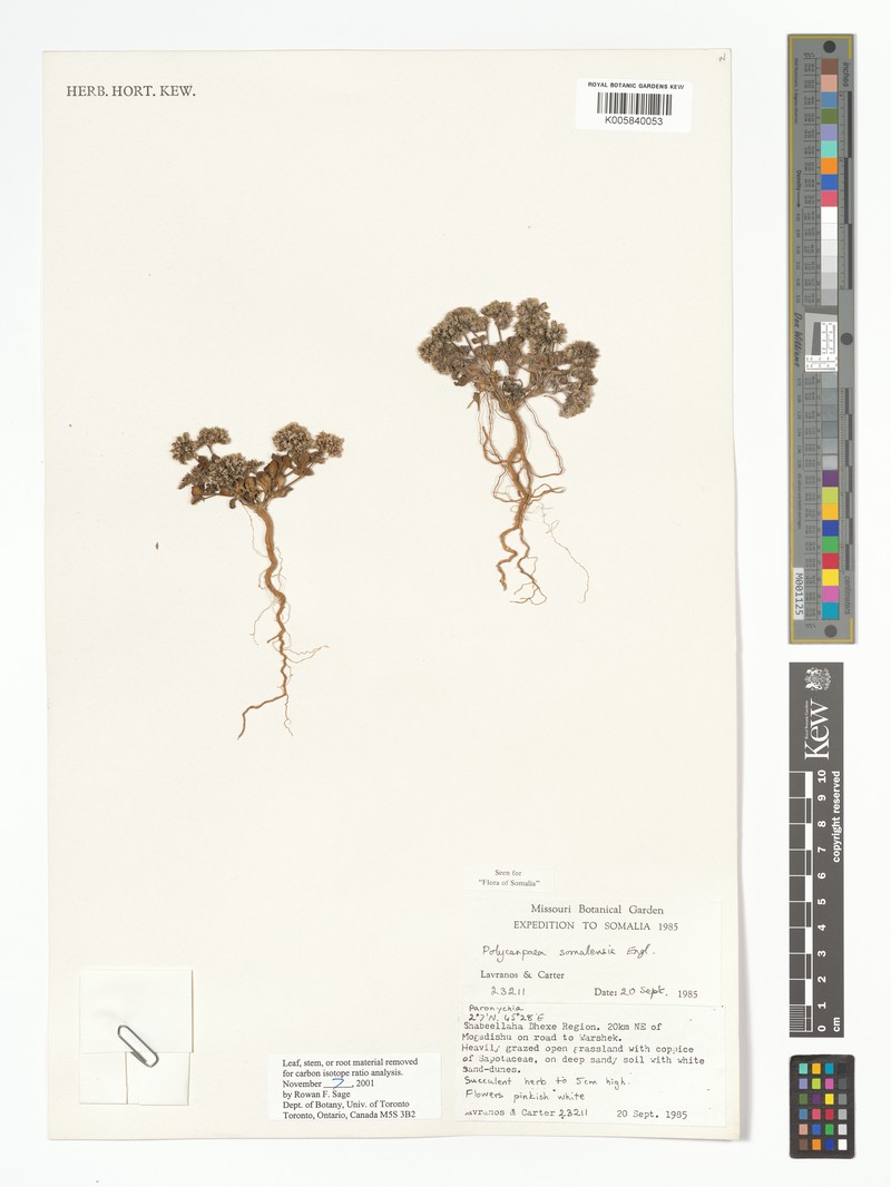 Polycarpaea somalensis photo 3