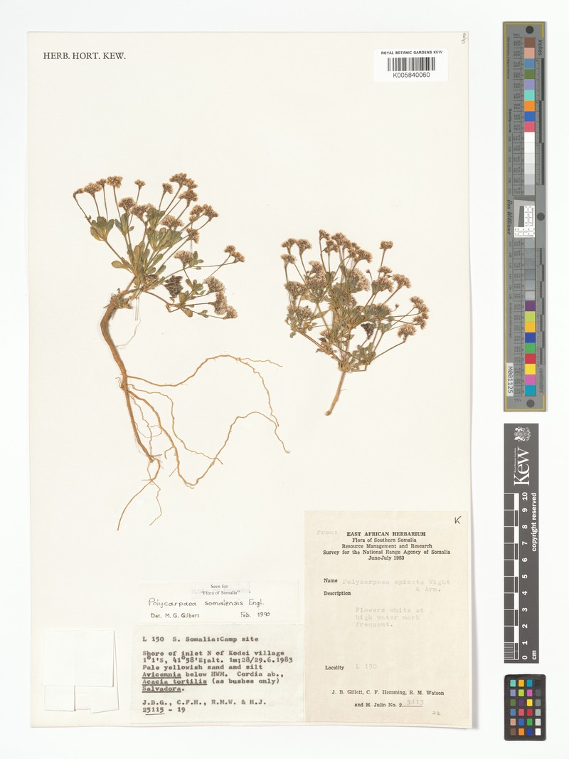 Polycarpaea somalensis photo 4