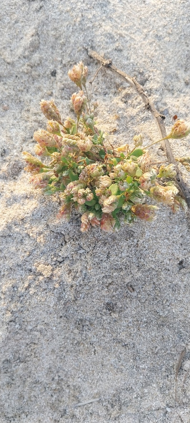 Polycarpaea spicata