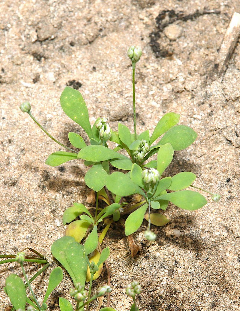 Polycarpaea spicata photo 2