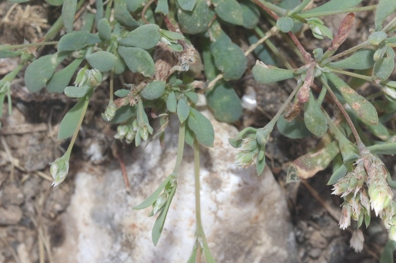 Polycarpaea spicata photo 3