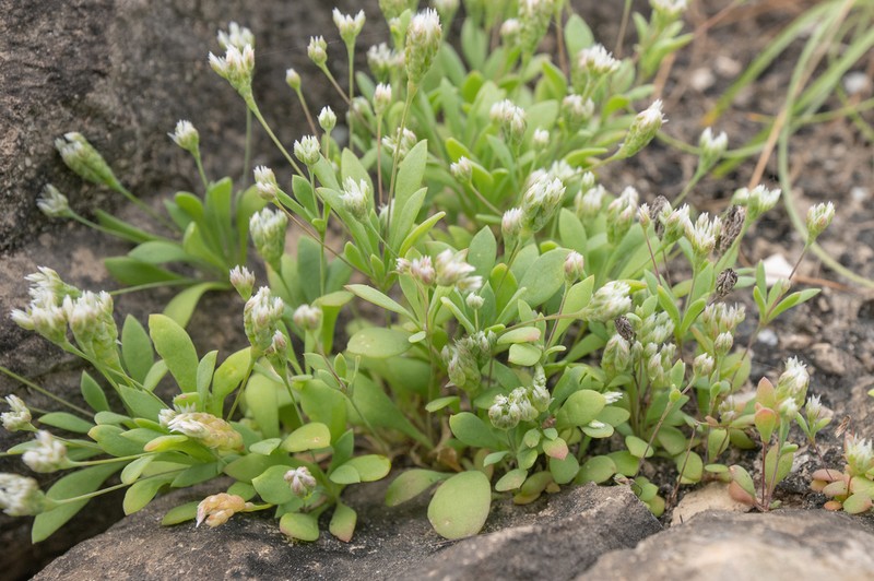 Polycarpaea spicata photo 4