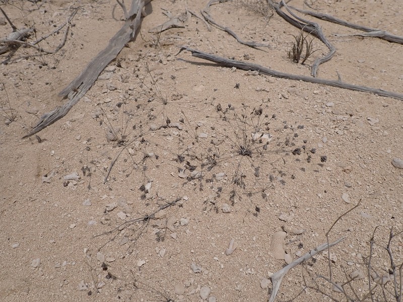 Polycarpaea spicata photo 5