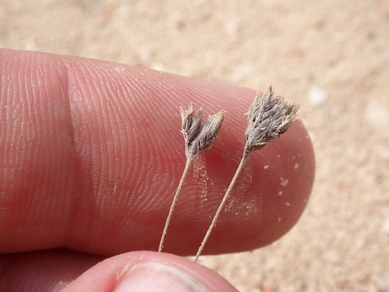 Polycarpaea spicata photo 6