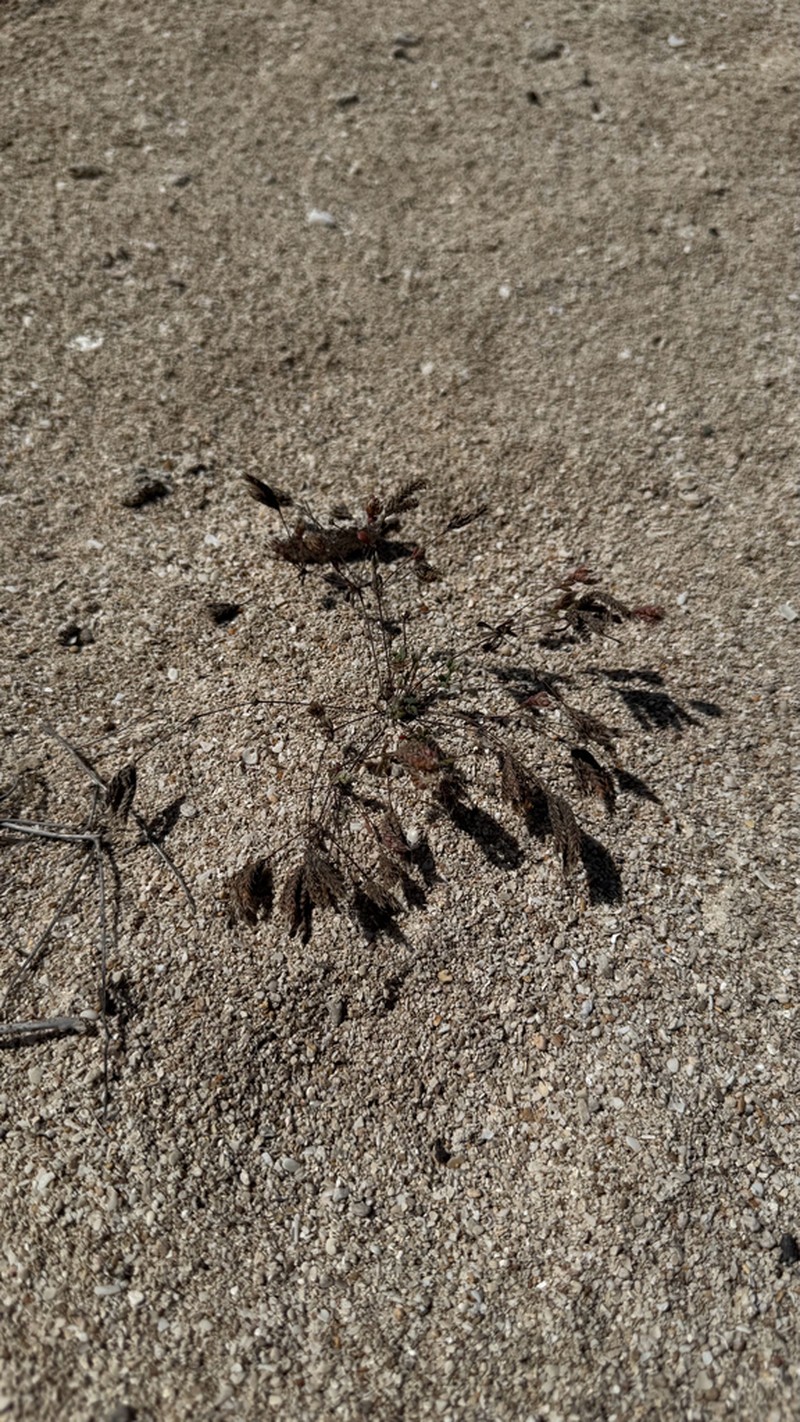 Polycarpaea spicata photo 7