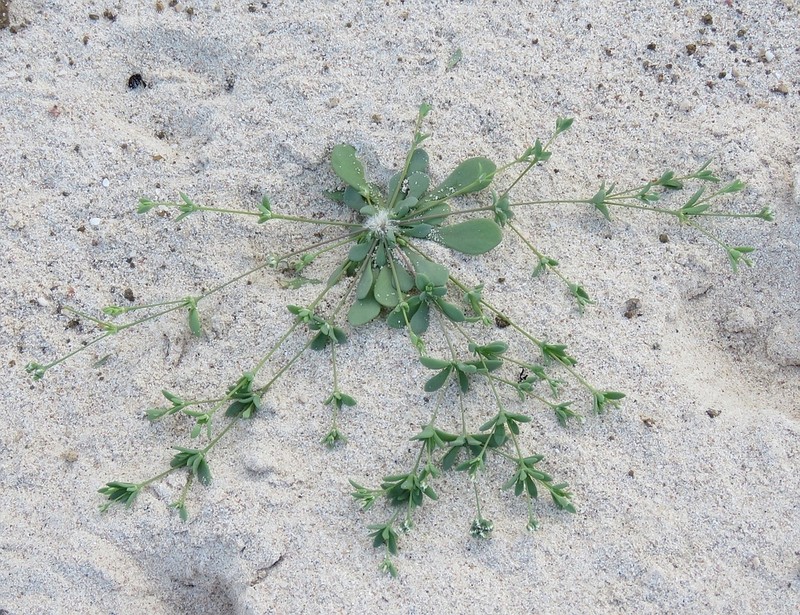 Polycarpaea spicata photo 8