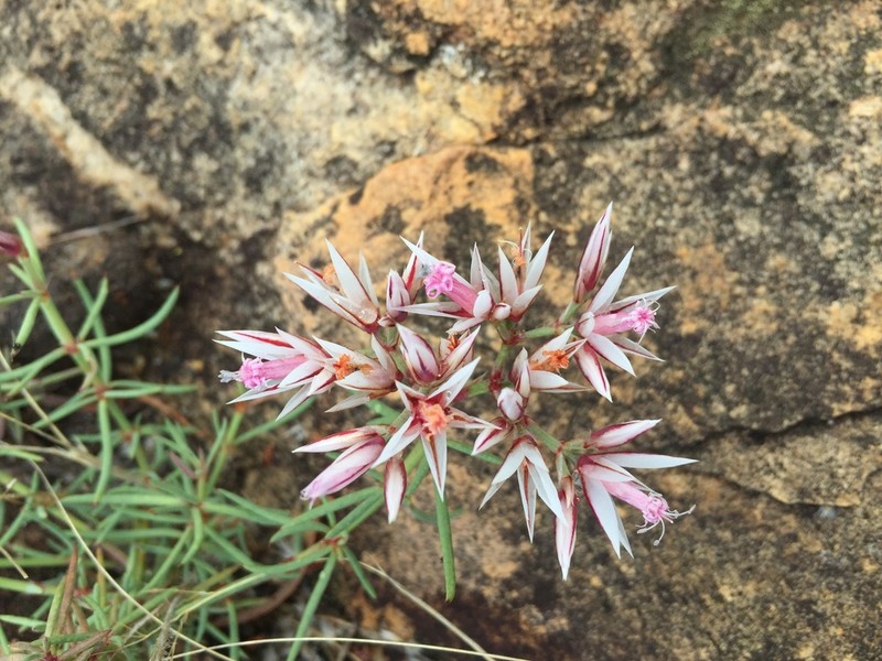 Polycarpaea spirostylis