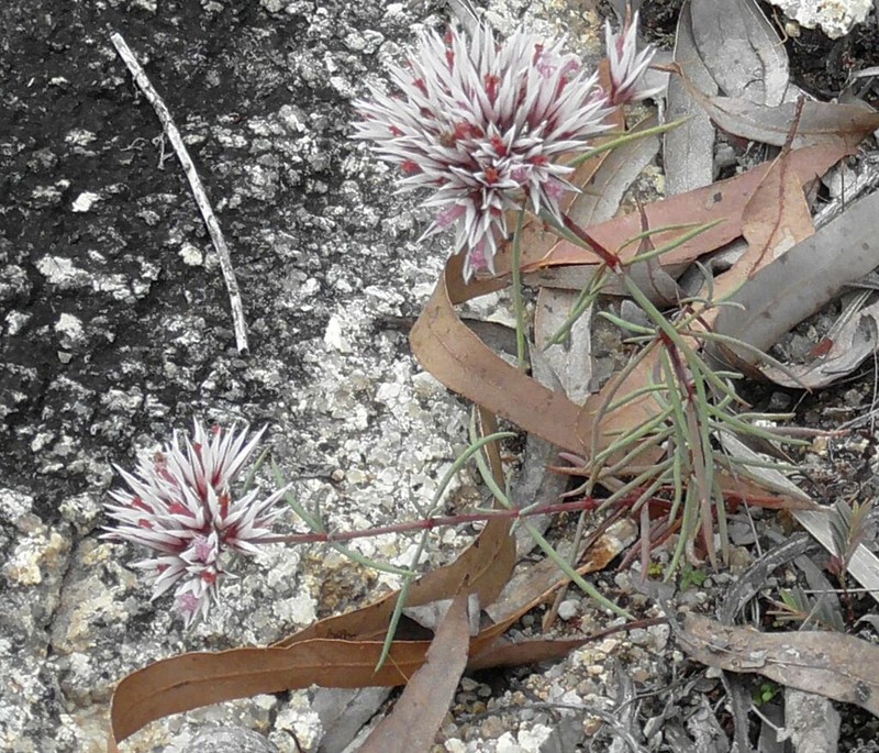 Polycarpaea spirostylis photo 3