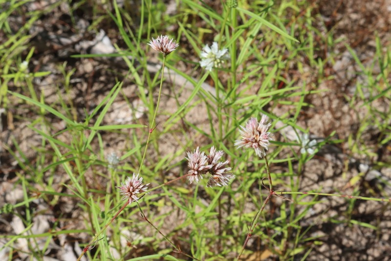 Polycarpaea spirostylis photo 6