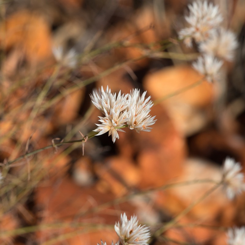 Polycarpaea spirostylis photo 8