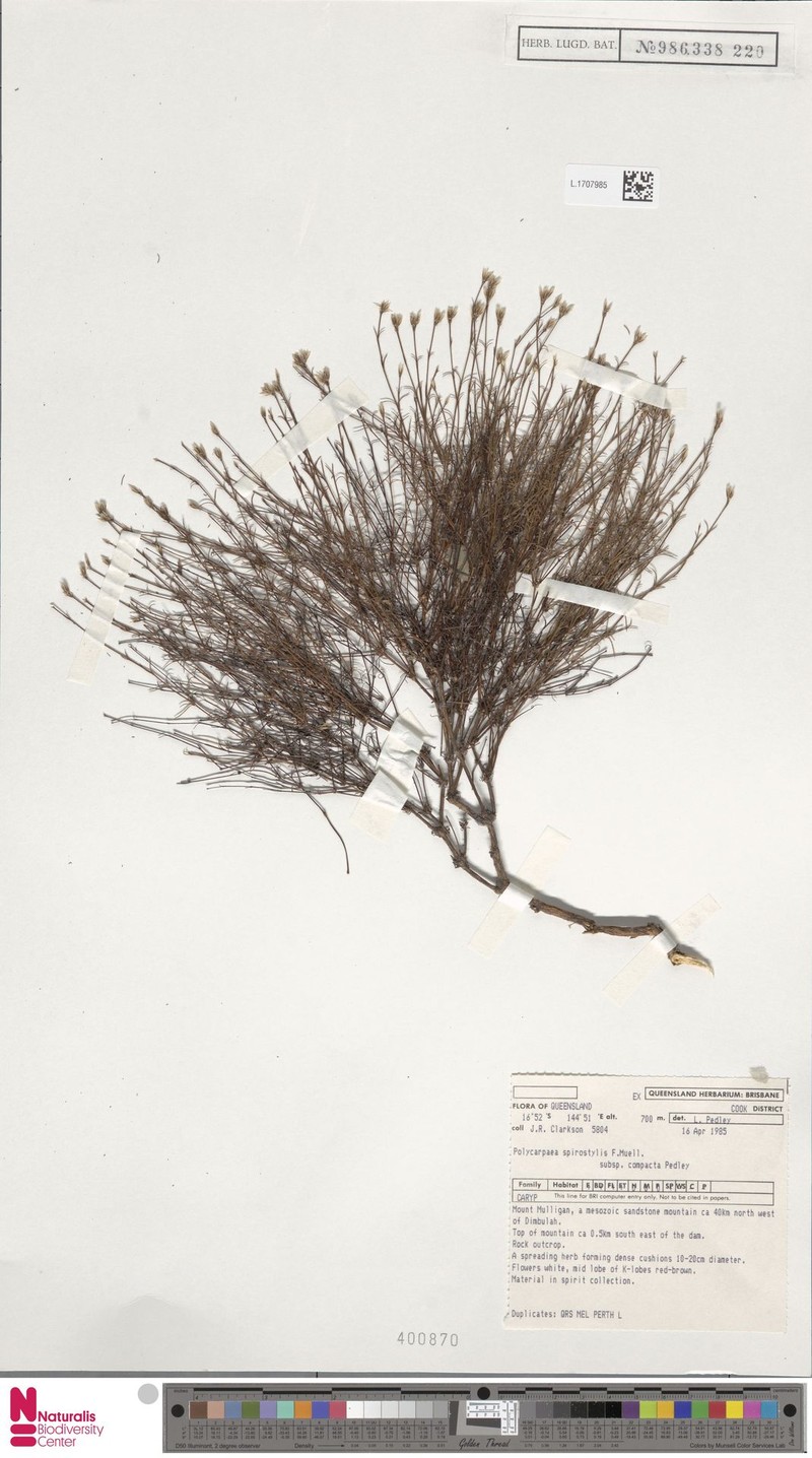 Polycarpaea spirostylis subsp. compacta