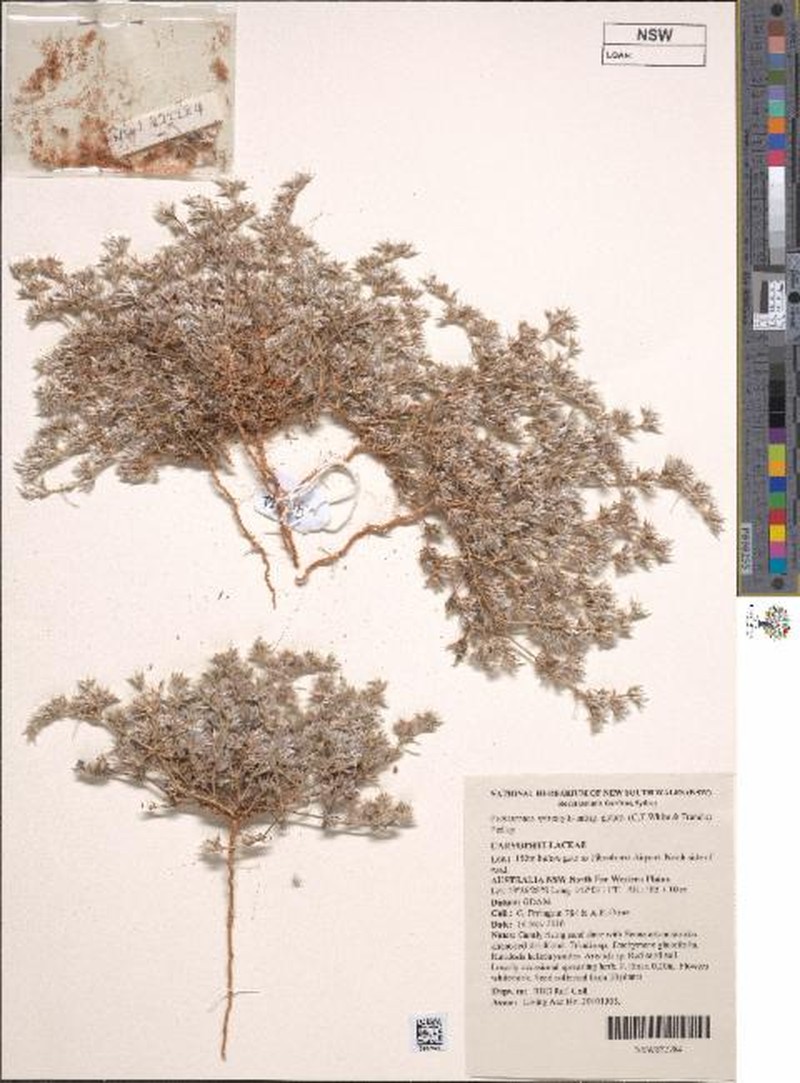 Polycarpaea spirostylis subsp. glabra