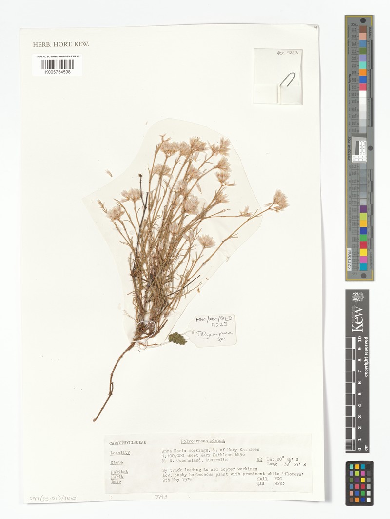 Polycarpaea spirostylis subsp. glabra photo 2