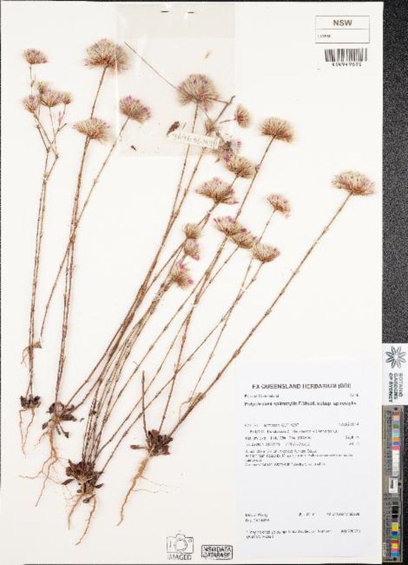 Polycarpaea spirostylis subsp. spirostylis