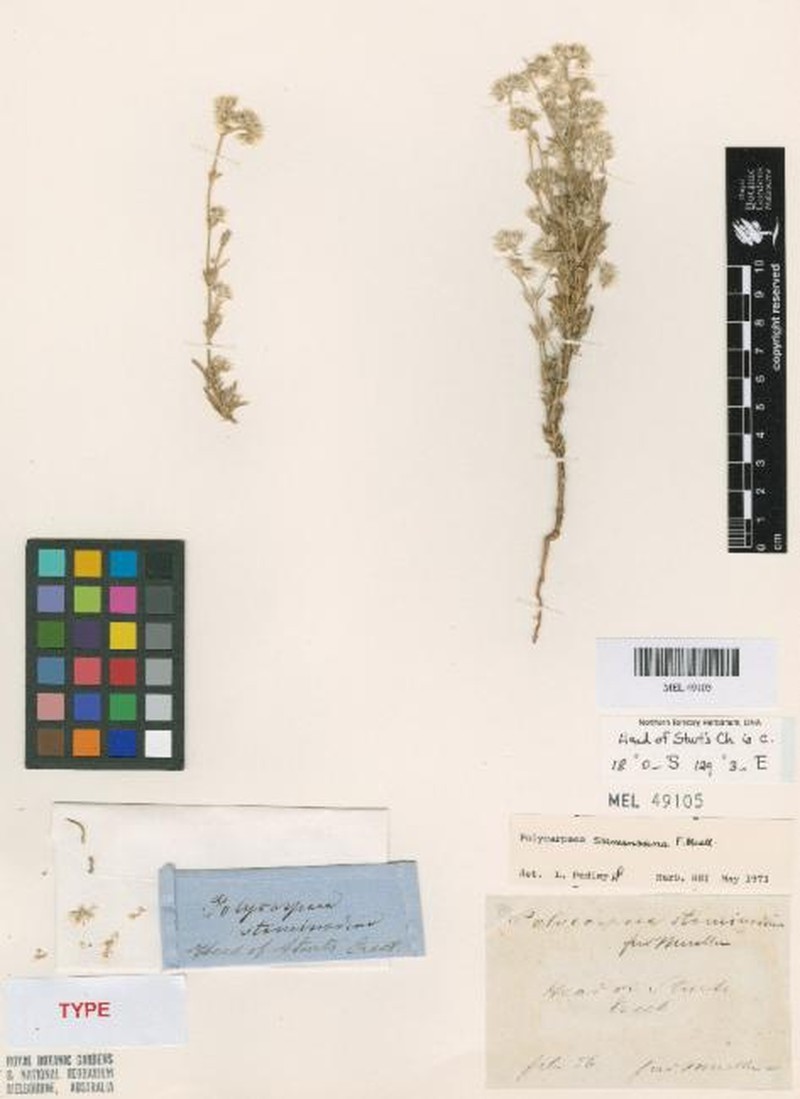Polycarpaea staminodina photo 3