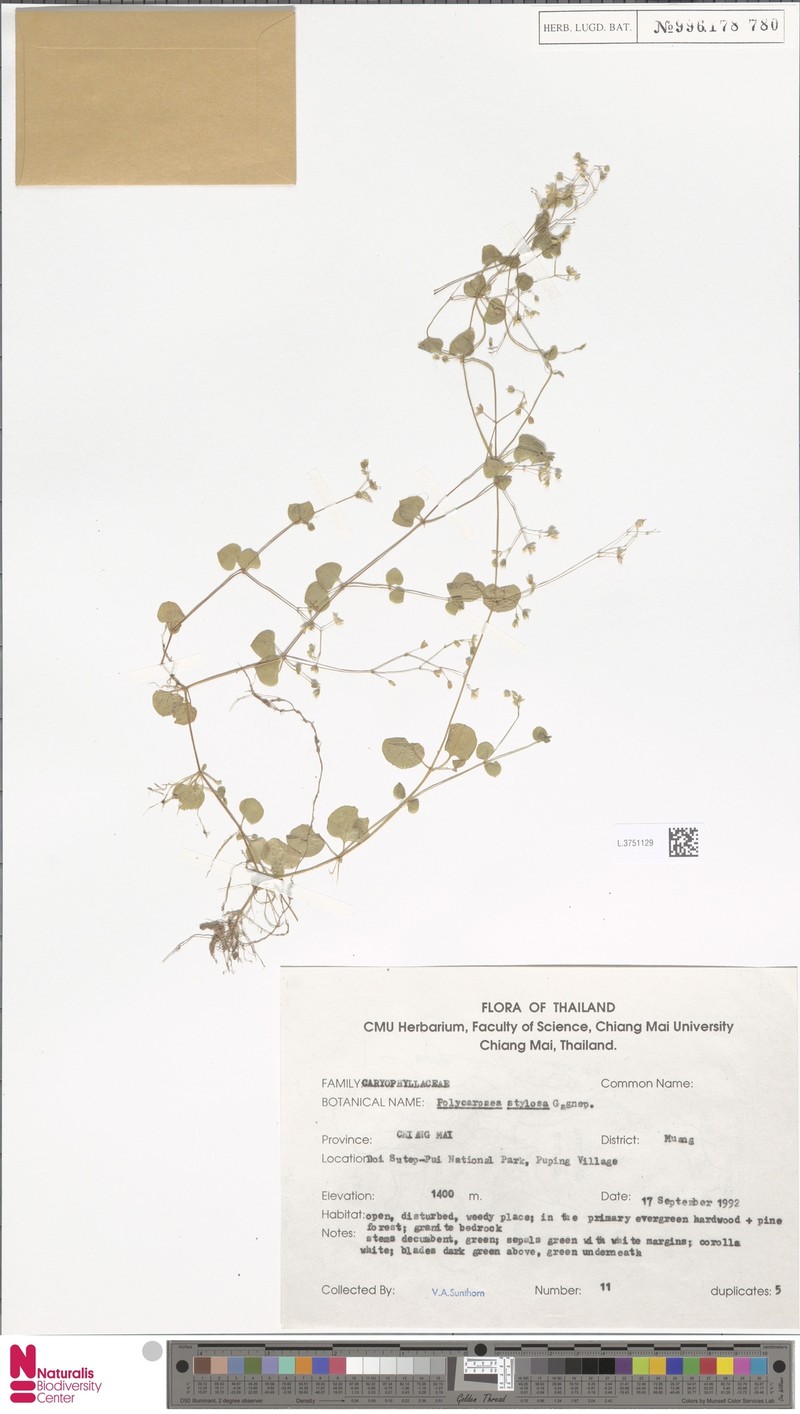 Polycarpaea stylosa