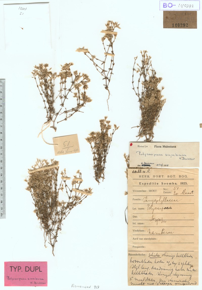 Polycarpaea sumbana