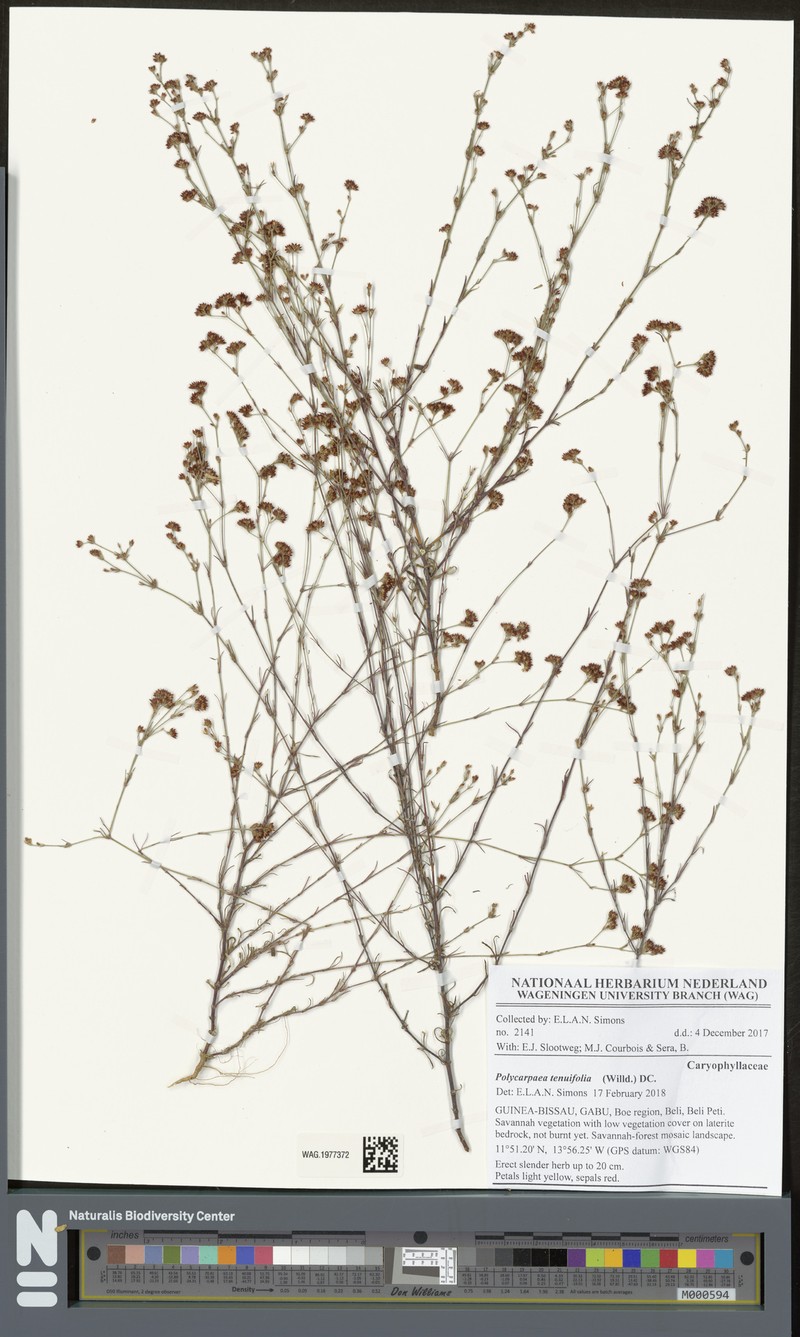 Polycarpaea tenuifolia